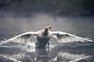 Mute swan. Cygnus olor. A swan lands on a river. Forest of La Wantzenau. Region of Alsace. France