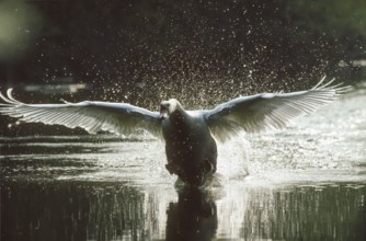 Mute swan. Cygnus olor. A swan takes flight. Forest of La Wantzenau. Region of Alsace. France
