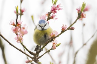 A blue tit (Parus caeruleus) sitting on a blossoming branch with pink flowers in spring light,