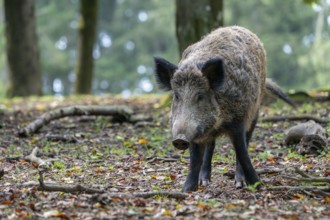 Wild boar (Sus scrofa), Vulkaneifel, Rhineland-Palatinate, Germany, Europe