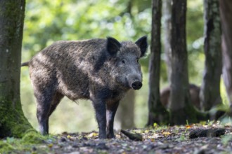 Wild boar (Sus scrofa), Vulkaneifel, Rhineland-Palatinate, Germany, Europe