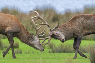 Two rutting red deer (Cervus elaphus) stags fighting by locking antlers during fierce mating battle