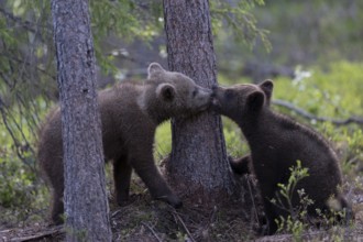 European brown bear, Karelia, Finland, Europe