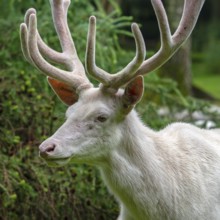 Leucistic red deer (Cervus elaphus) stag, white morph at forest edge with antlers covered in velvet