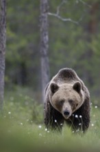 Brown bear (Ursus arctos) in the Finnish taiga, Kuusamo, Finland, Europe