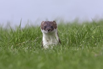European Stoat, Ermine (Mustela erminea) close-up in field, Austria, Europe
