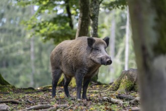 Wild boar (Sus scrofa), boar, Vulkaneifel, Rhineland-Palatinate, Germany, Europe