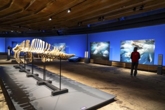 Plante Ozean exhibition in the Gasometer in Oberhausen, the world's oceans in their fragile beauty