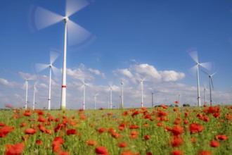Wind farm, field with flower strips, insect-friendly border of fields with mixed flowers, poppies,