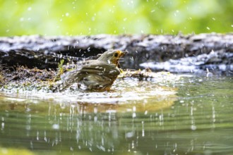 European robin (Erithacus rubecula) bathing Germany
