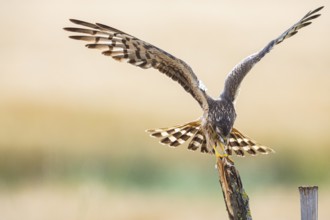 Montagu's harrier (Circus pygargus) wbl Germany