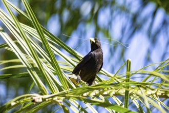 Yellow-rumped cacique (Cacicus cela) Pantanal Brazil