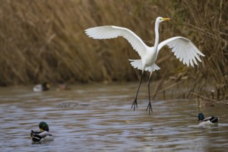 Great White Egret (Egretta alba) Germany