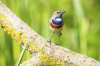 Bluethroat (Luscinia svecica cyanecula) Male Germany