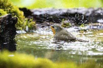 European robin (Erithacus rubecula) bathing Germany
