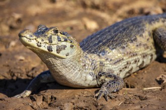 Spectacled caiman (Caiman crocodilius) Panatanal Brazil
