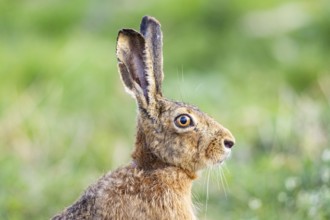 European hare (Lepus europaeus) Germany