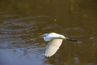 Great egret (Ardea alba) Pantanal Brazil