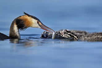 Great Crested Grebe (Podiceps Scalloped ribbonfish), feeding a chick with fish, swimming in the
