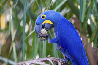 Hyacinth Macaw (Anodorhynchus hyacinthinus) Pantanal Brazil
