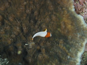 Small orange and white fish, spotted parrotfish (Cetoscarus ocellatus) juvenile, over a plate