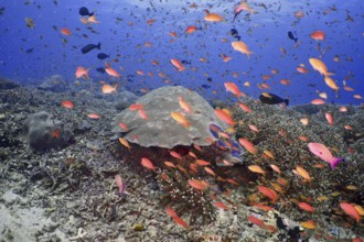 Hundreds of colourful fish, jewelled bannerfish (Pseudanthias squamipinnis), swimming lively over a