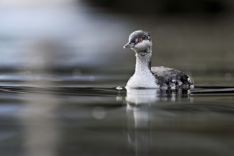 Slavonian grebe (Podiceps auritus), adult, in a white plumage, winter plumage, swimming in Lake