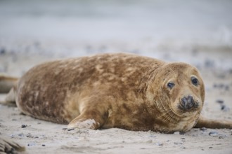 Grey seal (Halichoerus grypus) lying on the beach, Düne, Helgoland, Schleswig-Holstein, Germany,