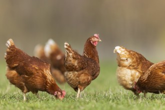 A group of chickens standing peacefully in a meadow, domestic fowl, Rhineland-Palatinate, Germany,