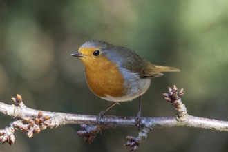 A robin (Erithacus rubecula) sitting on a branch in a natural environment, Baden-Württemberg,