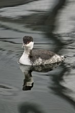 Slavonian Grebe (Podiceps auritus), adult, in adult plumage, winter plumage, swimming in Lake Zug,
