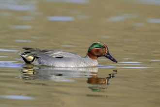 Eurasian teal, common teal, Eurasian green-winged teal (Anas crecca) adult male swimming in lake,