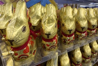 Display on retail shelf of wholesale chocolate Easter bunnies chocolate Easter bunnies chocolate