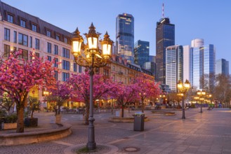 The ornamental cherries on Opernplatz in Frankfurt am Main, near the Alte Oper, are in full bloom