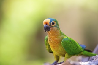 Peach-fronted conure (Aratinga aurea) Pantanal Brazil