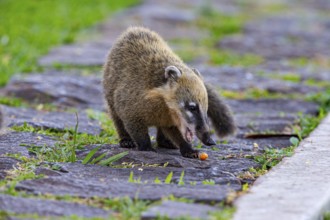 South American coati (nasua nasua) Pantanal Brazil