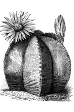 Cactus, Astrophytum myriostigma, with flower, illustration from 1890, historical, digital