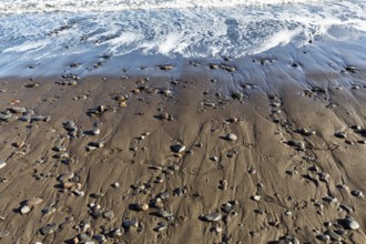 Pebbles on the black lava beach, seashore, Playa Quemada, Yaiza, Lanzarote, Spain, Europe