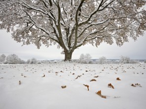 English oak (Quercus robur), with autumn-coloured leaves in the snow, Birri, Freiamt, Canton