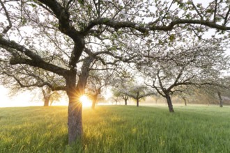 Fresh blossom, morning light, ground mist... simply magical! Foothills orchard meadow in bloom -