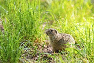 European ground squirrel (Spermophilus citellus) on a meadwo, Bavaria, Germany, Europe
