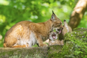 Eurasian lynx (Lynx lynx) mother with her youngsters (cubs) in a forest, Bavaria, Germany, Europe