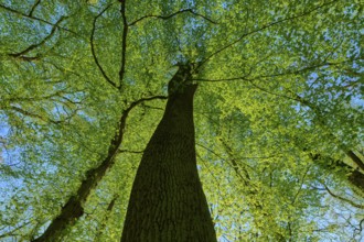 Oak (Quercus), view along a high tree trunk to the green tree crown, spring, Bullau nature reserve,