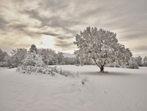 English oak (Quercus robur), with autumn-coloured leaves in the snow, Birri, Freiamt, Canton