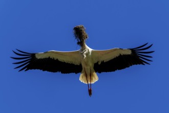 Stork carrying nesting material in flight against a blue sky, White Stork (Ciconia ciconia),