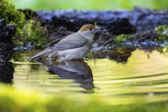 Blackcap (Sylvia atricapilla) wbl while bathing Germany