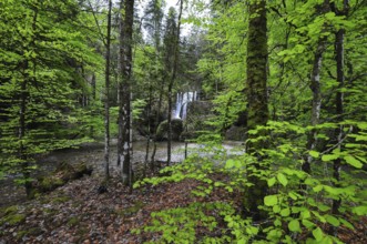 Waterfall at the Steigbach in the Steigbachtobel near Immenstadt in Oberallgäu, Bavaria, Germany,