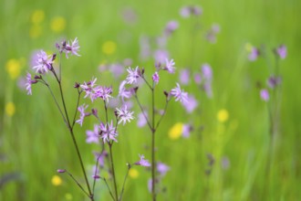 Flowers in a meadow with pink and yellow blossoms and a green, blurred background