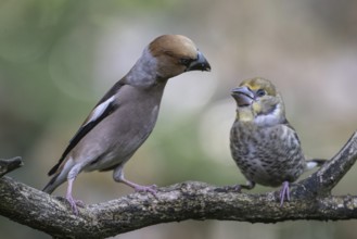 Hawfinch (Coccothraustes coccothraustes), adult bird feeding young, Emsland, Lower Saxony, Germany,
