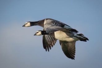 Barnacle geese or barnacle geese (Branta leucopsis) in flight over Hauke-Haien-Koog nature reserve,